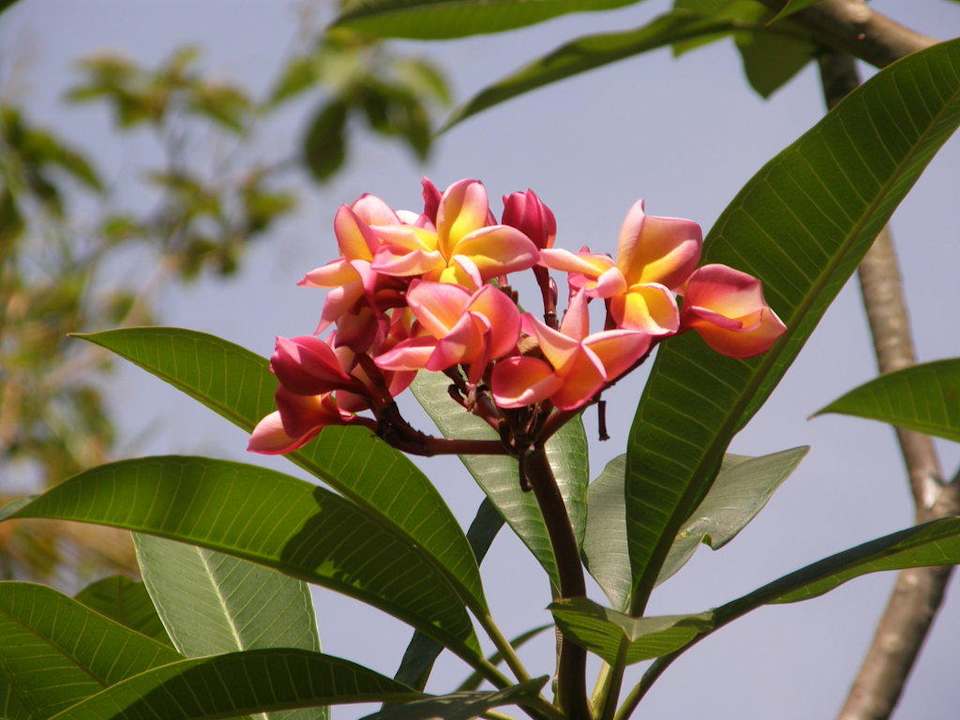 Rote Frangipaniblüte Saraswati Holiday House