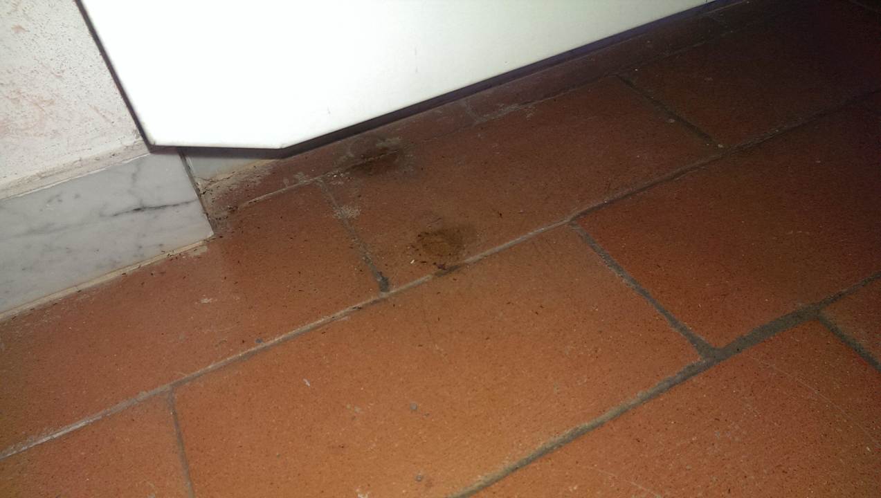 Dreck auf dem Boden und Insekten Villa Stanley