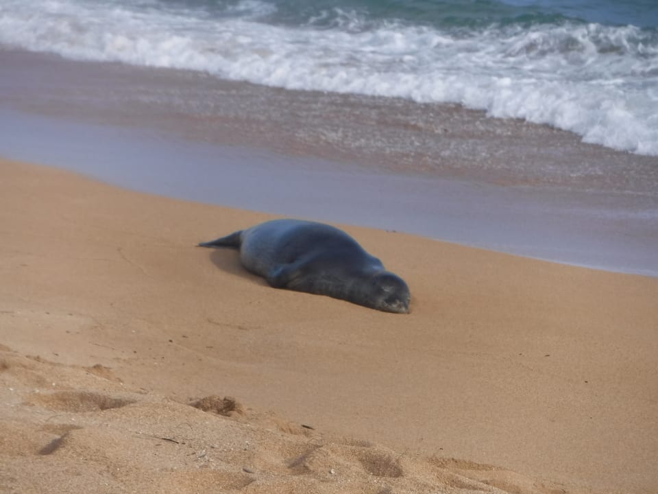 Strand Kauai Shores Hotel