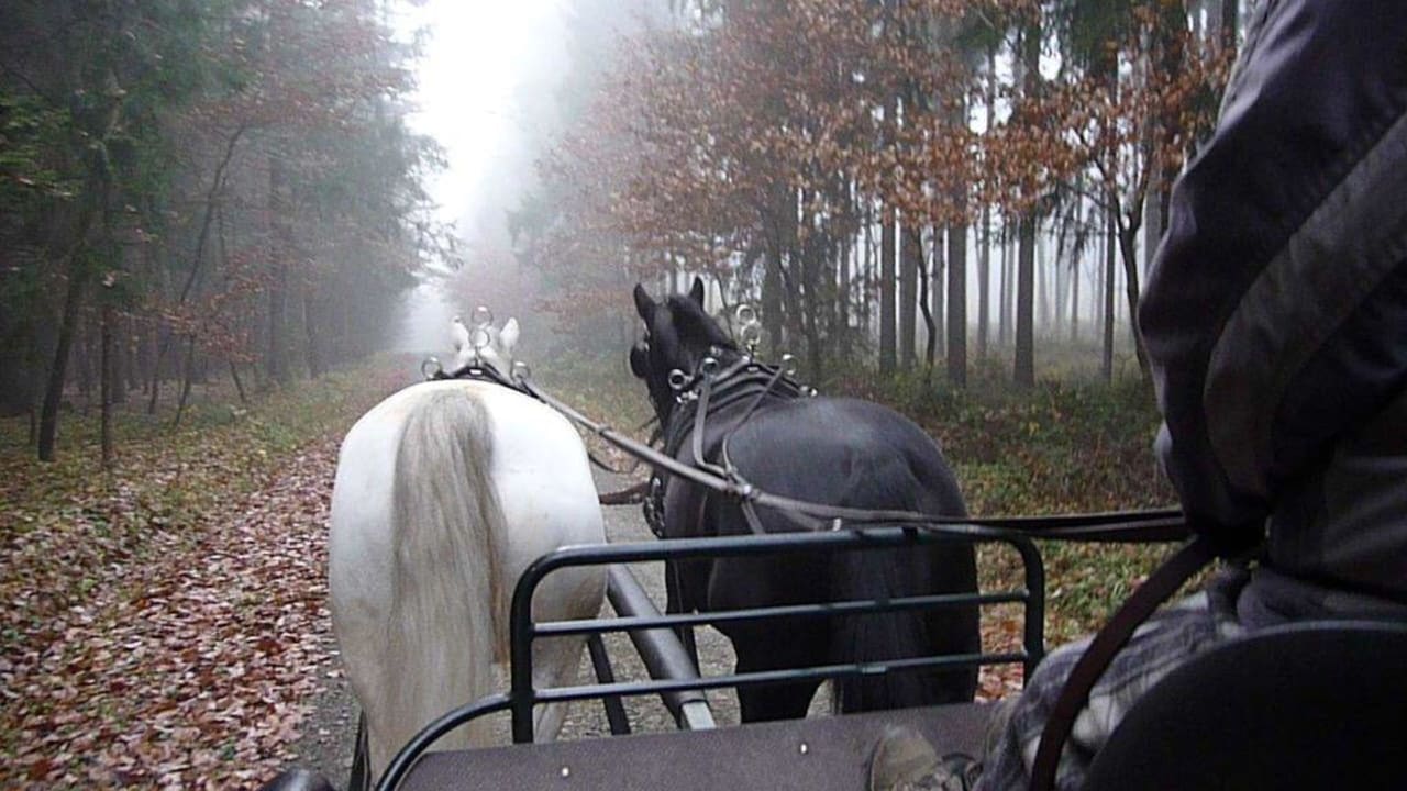 Kutschfahrt Reiters Finest Family Hotel