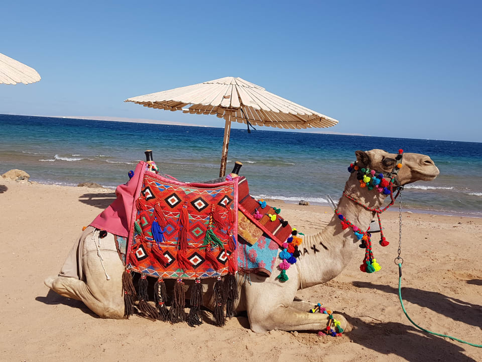 Strand Beach Albatros Resort