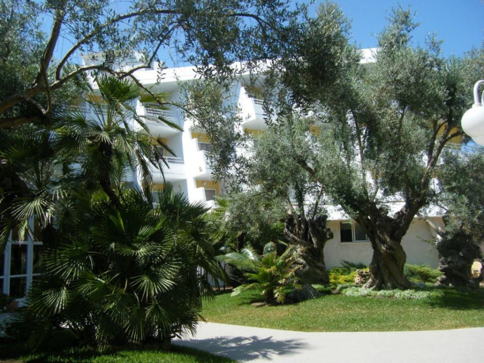 Uralte Olivenbäume in der Gartenanlage Iberostar Waves Playa de Muro