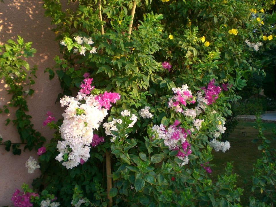 Blume vor Haupteingang Eagles Paradise Abu Soma