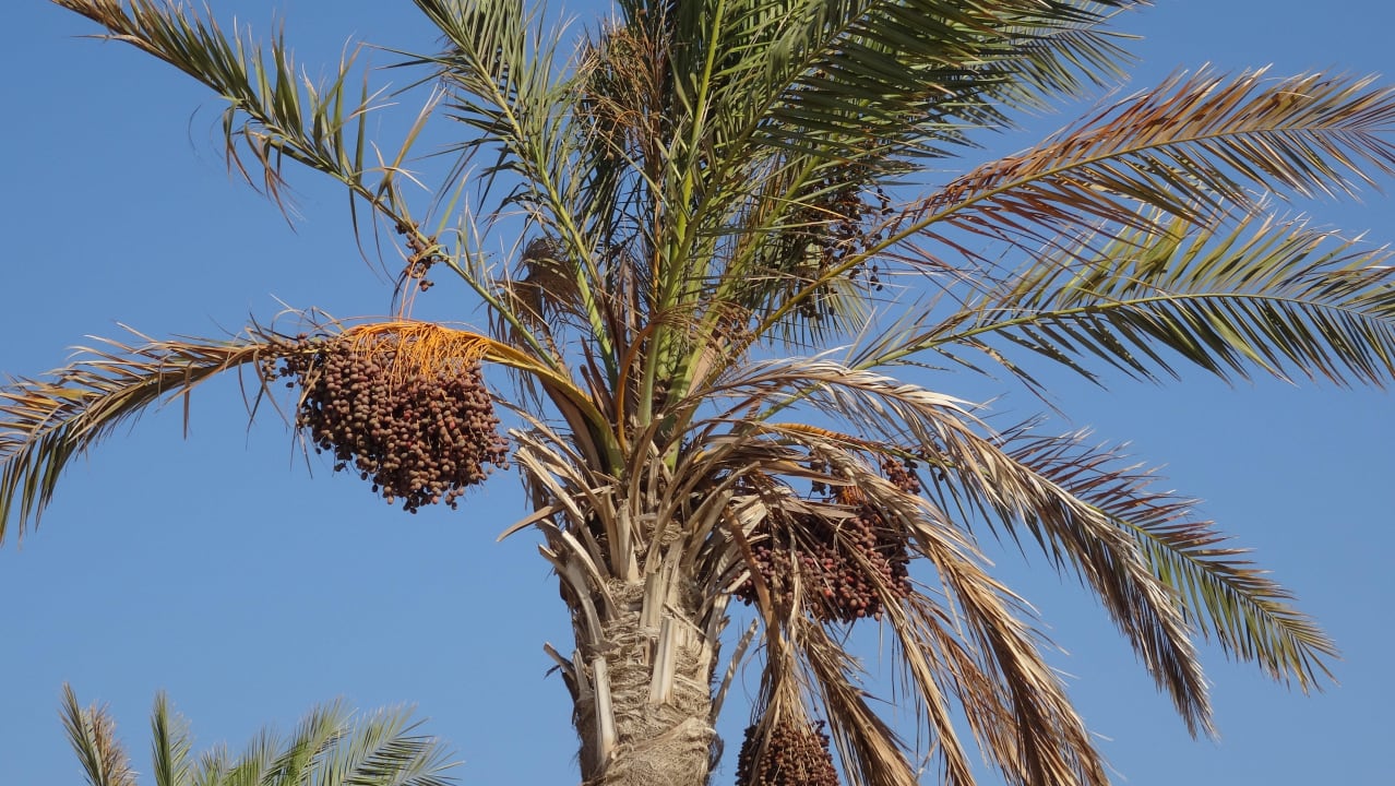 Daktyle na wyciągnięcie ręki Bliss Nada Beach Resort