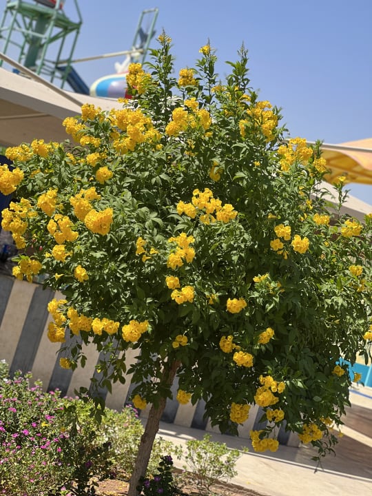Pool Pickalbatros Aqua Park Resort - Sharm El Sheikh