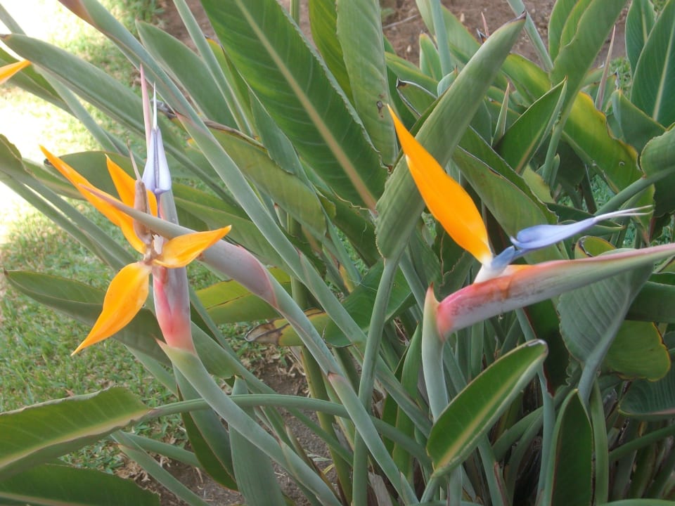 Fuerte Conil Hotel  Fuerte Conil-Resort