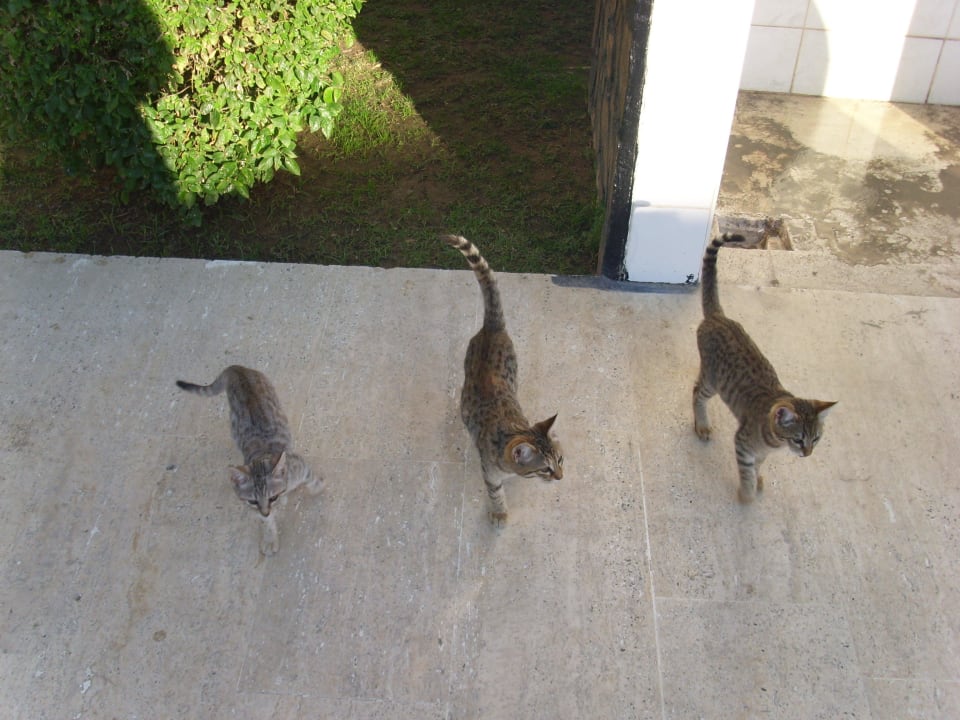 Dusche an der Poolanlage Sayanora Hotel