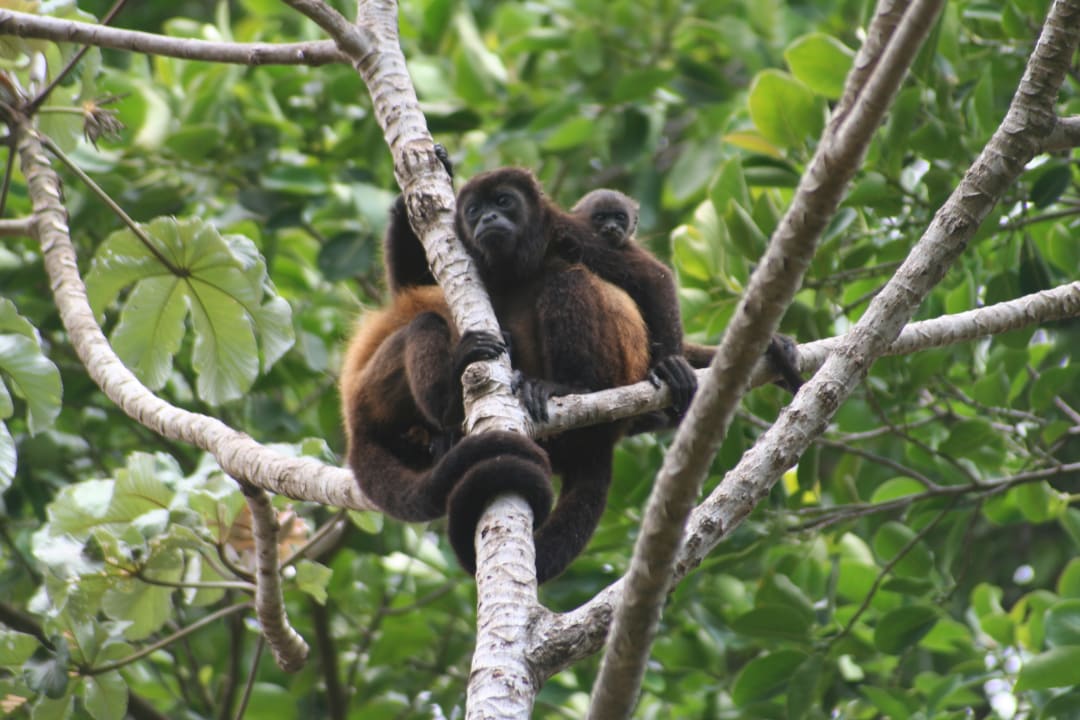 Gartenanlage Hospedaje La Penita