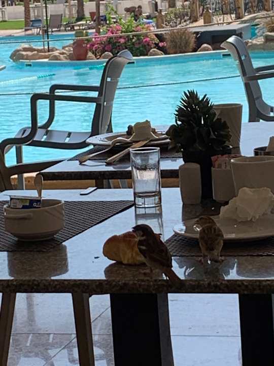 Gastro Pickalbatros Palace Resort
