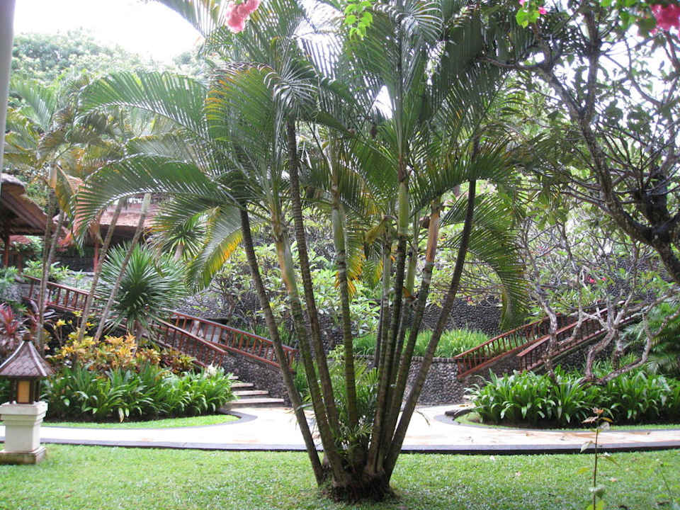 Blick aus unserem Zimmer The Laguna A Luxury Collection Resort & Spa