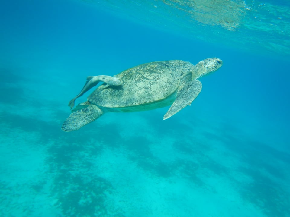 Sport & Freizeit Three Corners Fayrouz Plaza Beach Resort