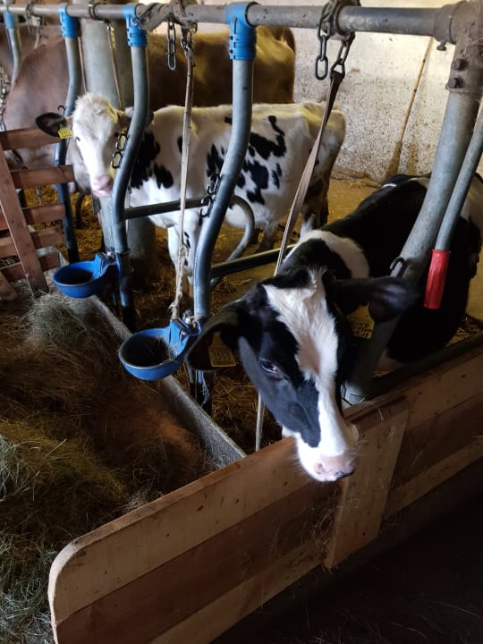 Sonstiges Der Brunnerhof