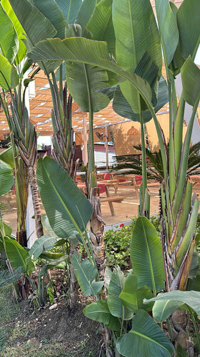 Gastro Aydinbey Kings Palace & Spa