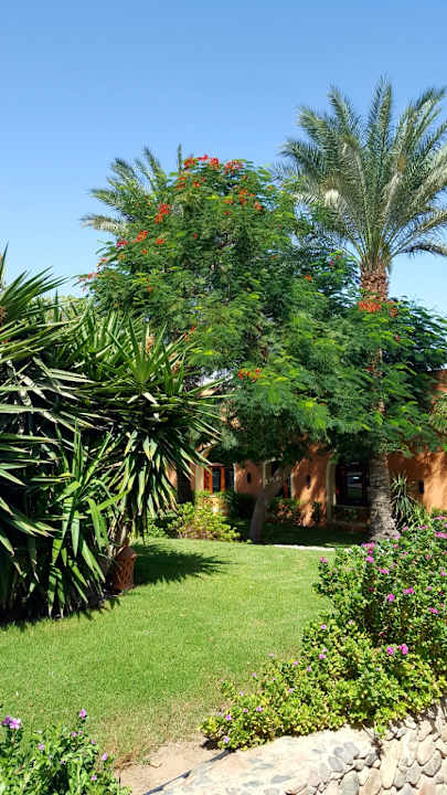 Gartenanlage Jaz Makadi Oasis Resort