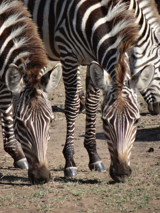 Sonstiges Aruba-Mara Camp