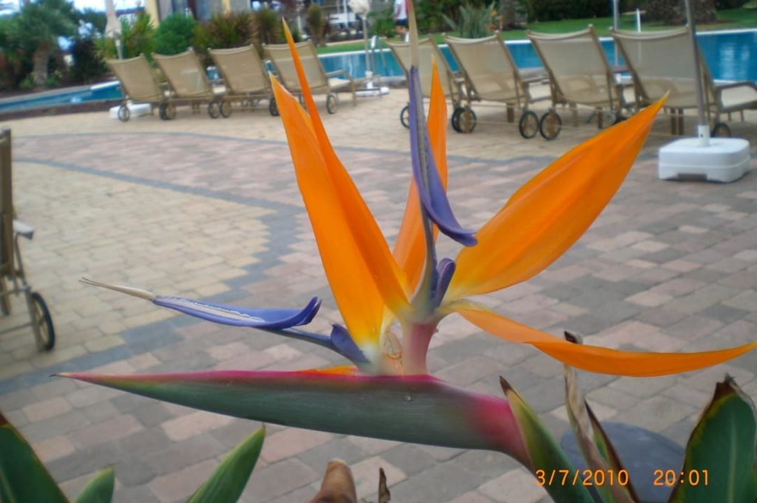 Blumen in der Gartenanlage R2 Rio Calma Hotel & Spa & Conference