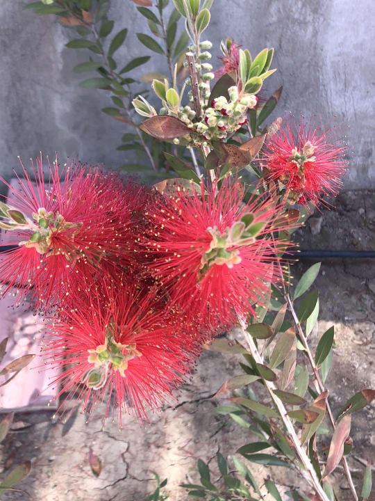 Gartenanlage Korumar Ephesus Beach & Spa Resort