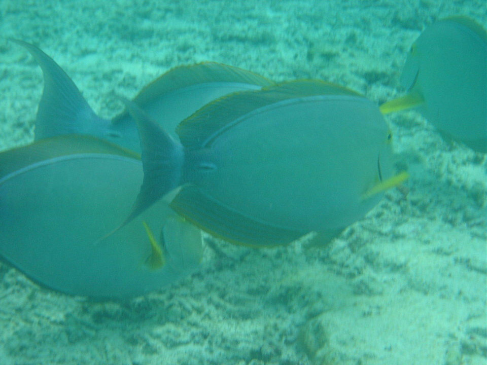 Fische über Fische Meeru Maldives Resort Island