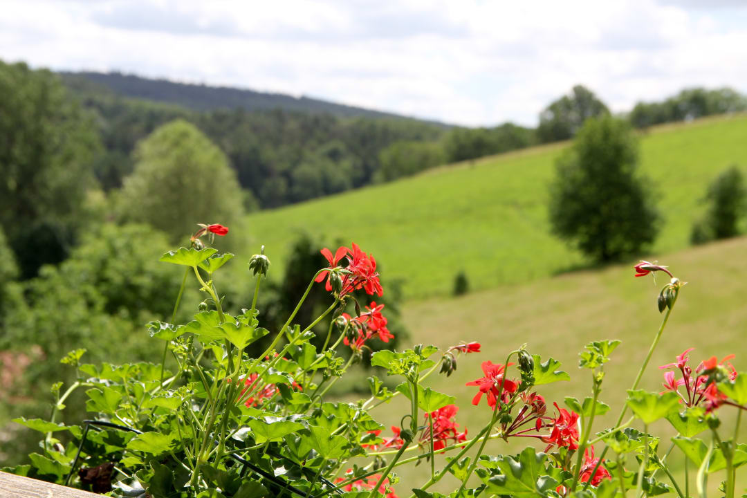 Ausblick Natur & Wander Hotel Gassbachtal