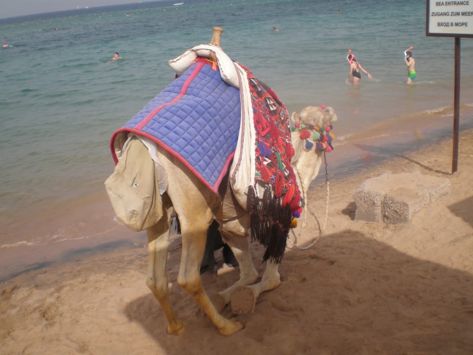 "Casanova", unser Lieblingskamel Hotel JAZ Makadi Star & Spa