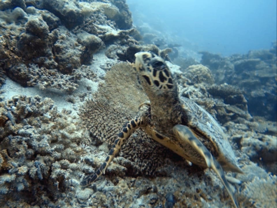 Sport & Freizeit NH Collection Maldives Havodda Resort