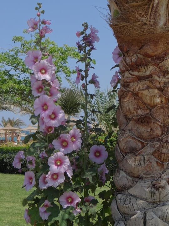 Auf dem Weg zum Strand Desert Rose