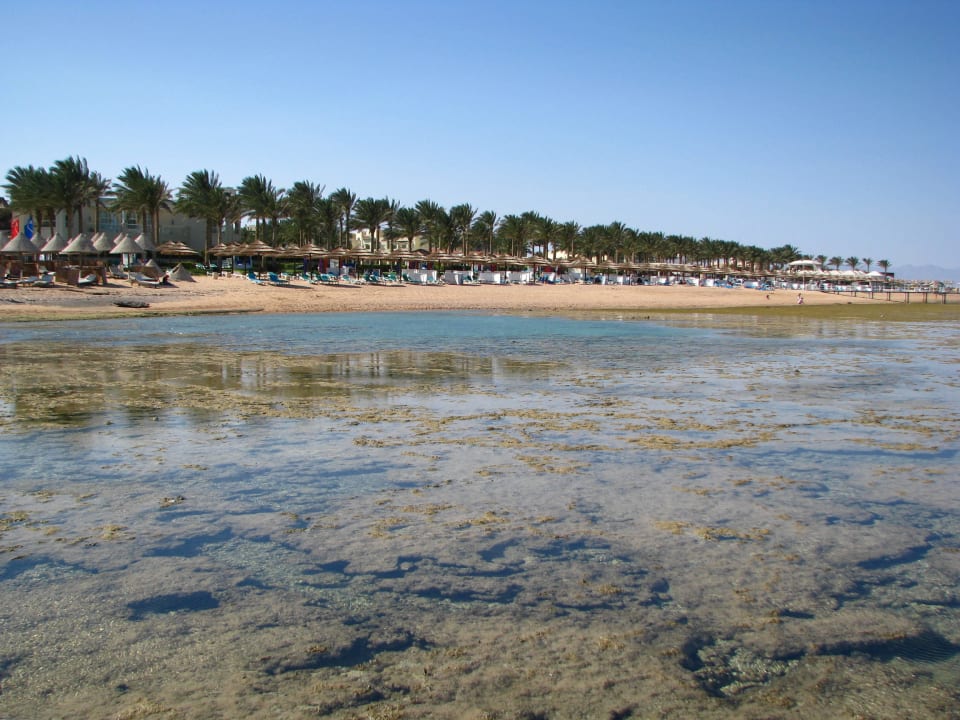 Rafa koralowa Sharm Grand Plaza Resort