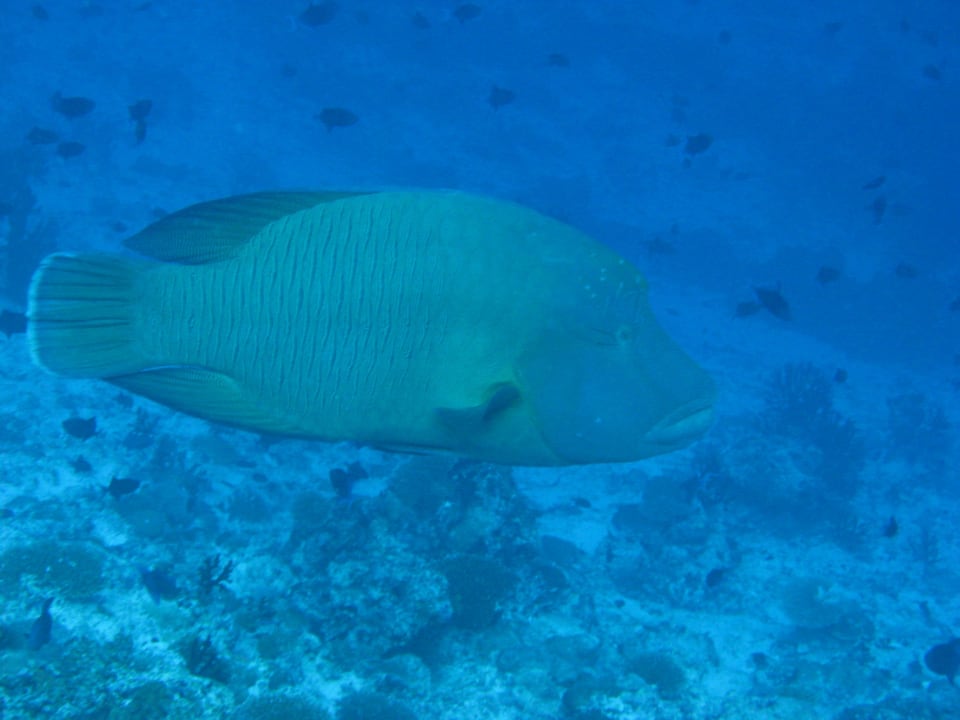 Napoleon Summer Island Maldives