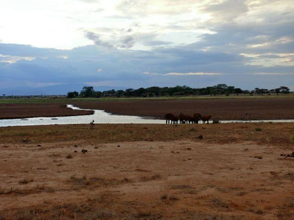Elefanten und im Hintergrund die Ldoge Ashnil Aruba Lodge