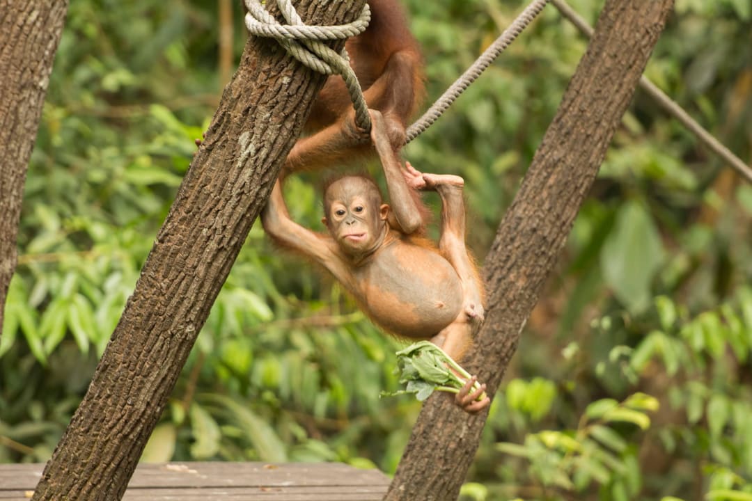 Orang-Utan  Shangri-La's Rasa Ria Resort & Spa