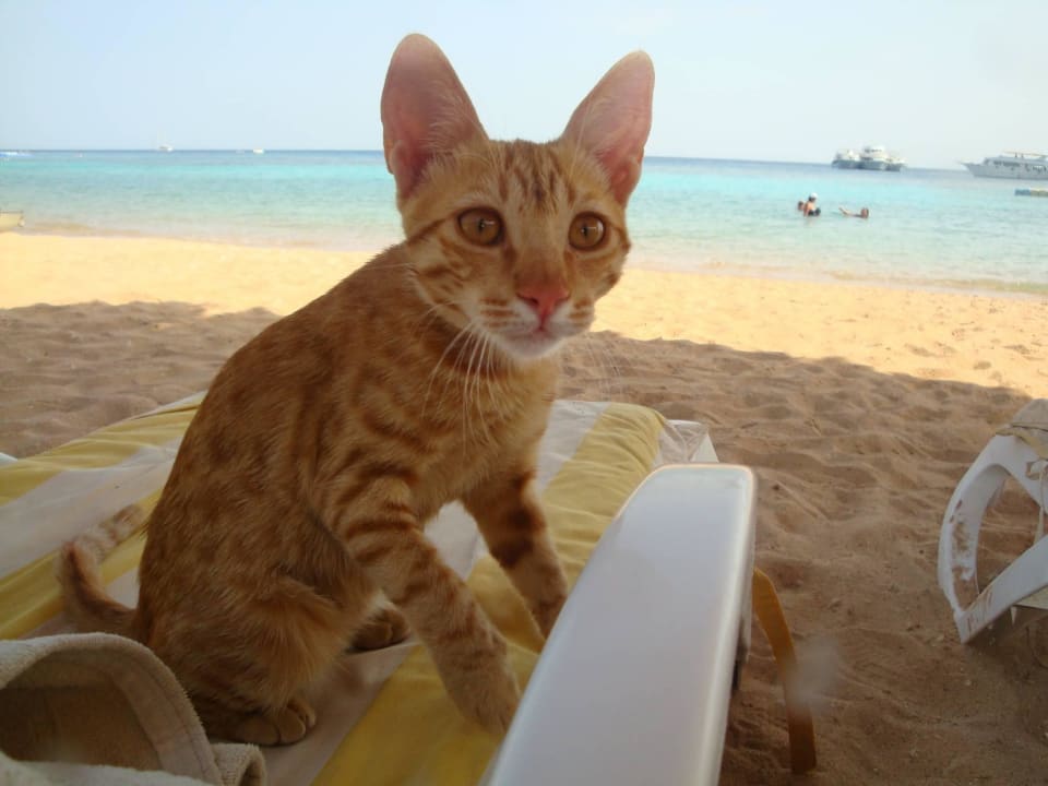Plażowy kotek Hotel El Faraana Reef Resort