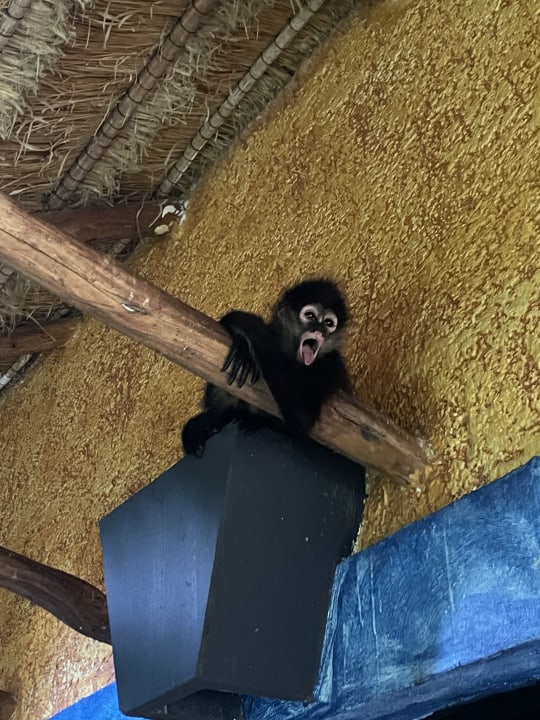 Zimmer Iberostar Waves Tucan