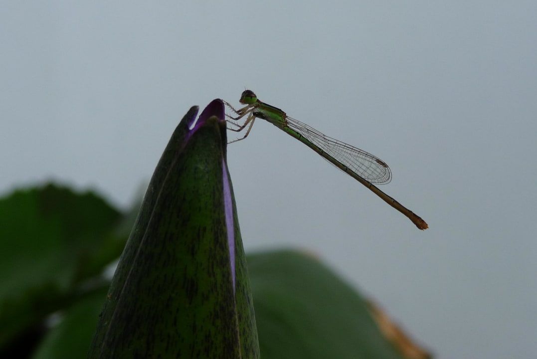 Auf der Seerose Aonang Villa Resort