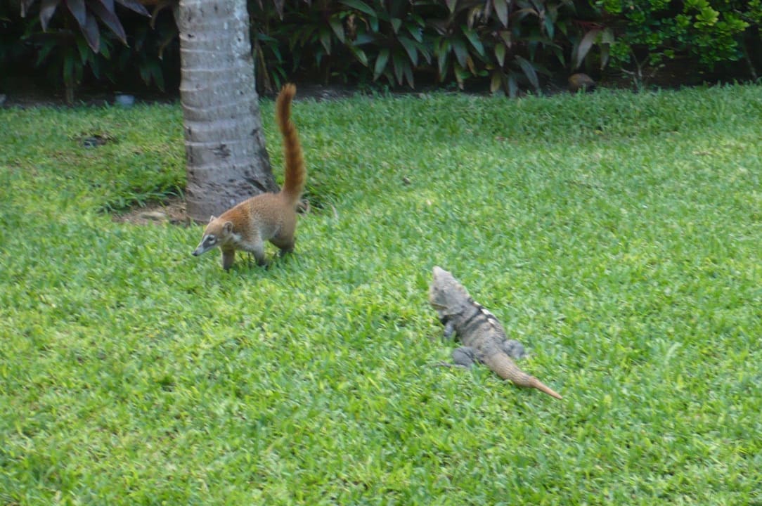 Nasenbär mit Echse Grand Palladium Kantenah Resort & Spa