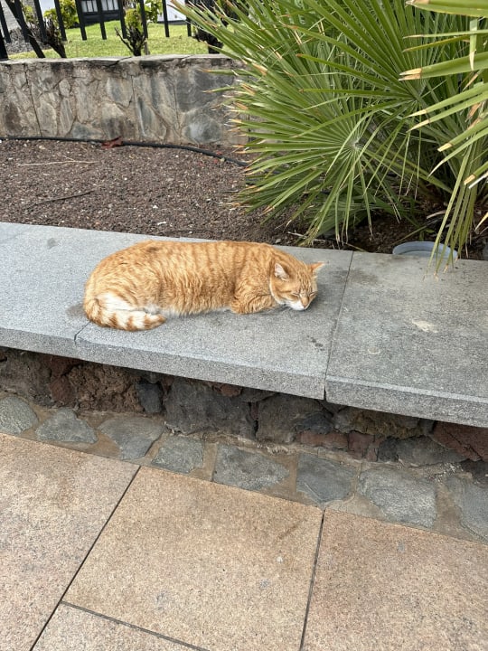 Gartenanlage alltoura Club Hotel Akeah Broncemar