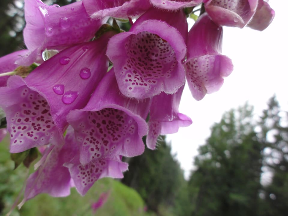 Garten Hotel Pod Jeleniem