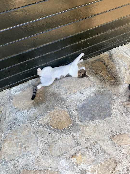 Sonstiges AQI Pegasos Club