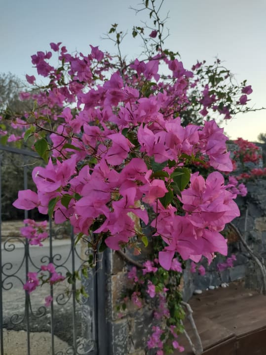 Gartenanlage Paralos Irini Mare