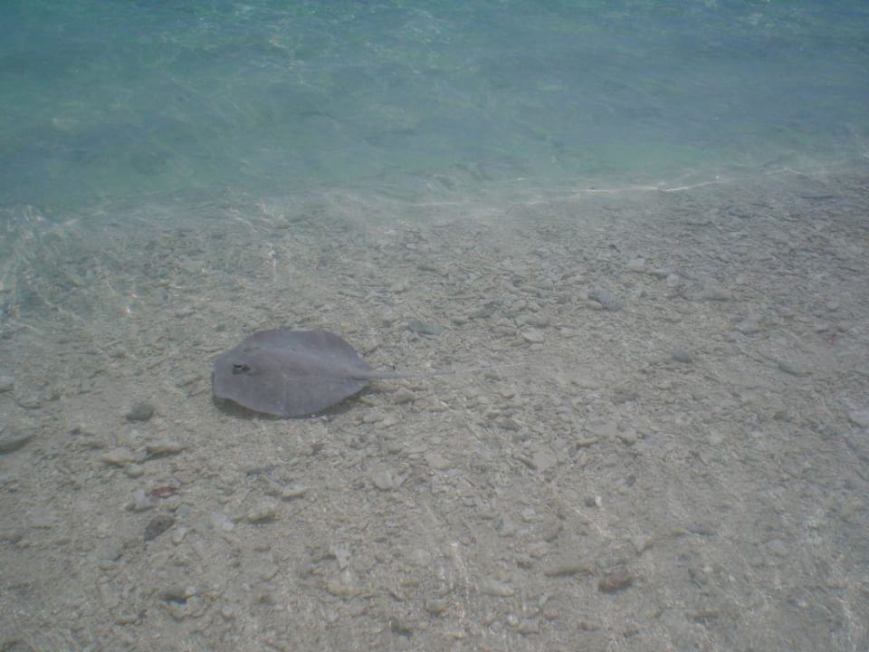 Rochen Filitheyo Island Resort