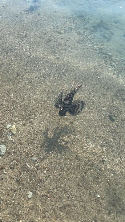 Strand Steigenberger Coraya Beach - Adults only