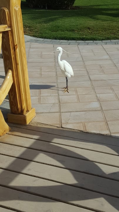 Gartenanlage Pickalbatros Dana Beach Resort - Hurghada
