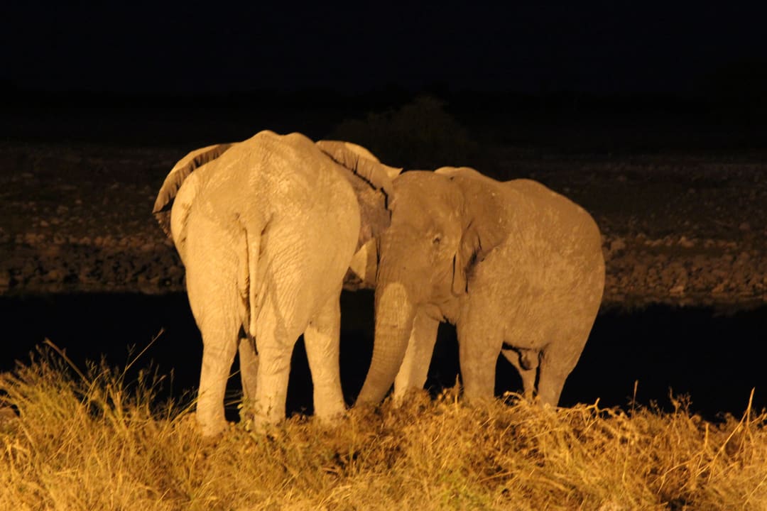 Wasserloch Okaukuejo Okaukuejo Camp
