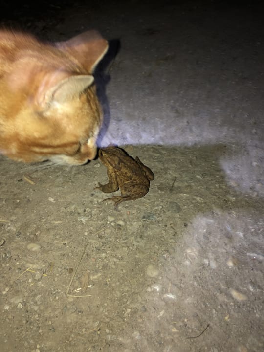 Sonstiges Bauernhof Forellenhof