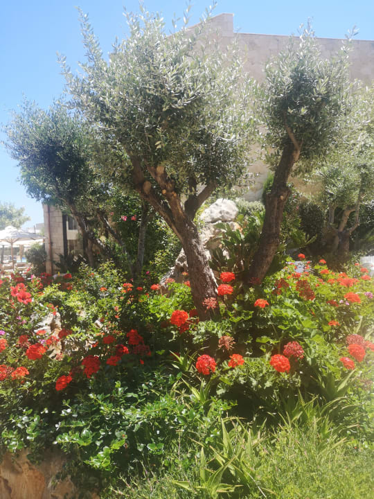 Gartenanlage Cactus Royal