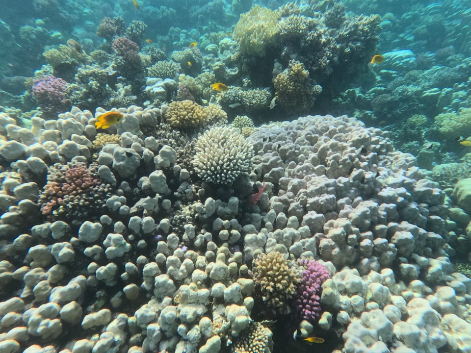 Strand Hotel Sheraton Soma Bay Resort