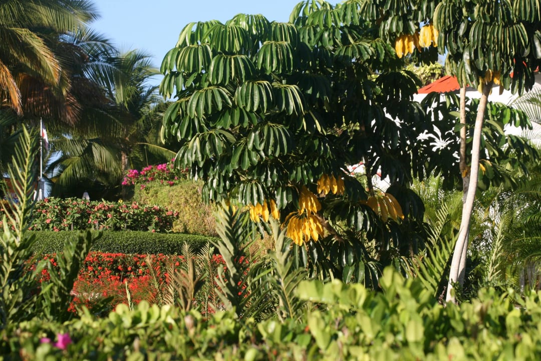 Herrliche Gartenanlage Hotel Viva Dominicus Palace by Wyndham-All Inclusive Resort