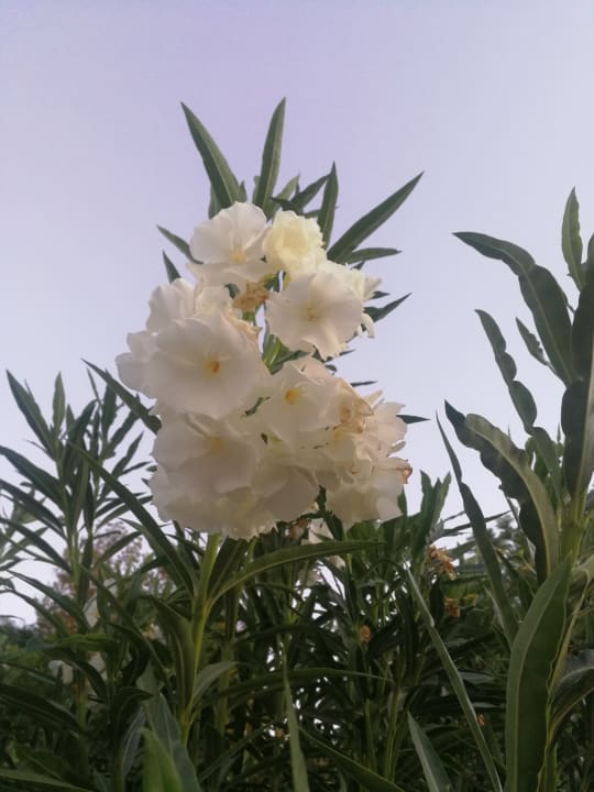 Gartenanlage VONRESORT Golden Beach