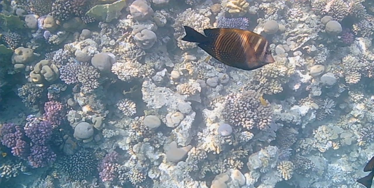 Strand Grand Waterworld Makadi & Family Star Makadi