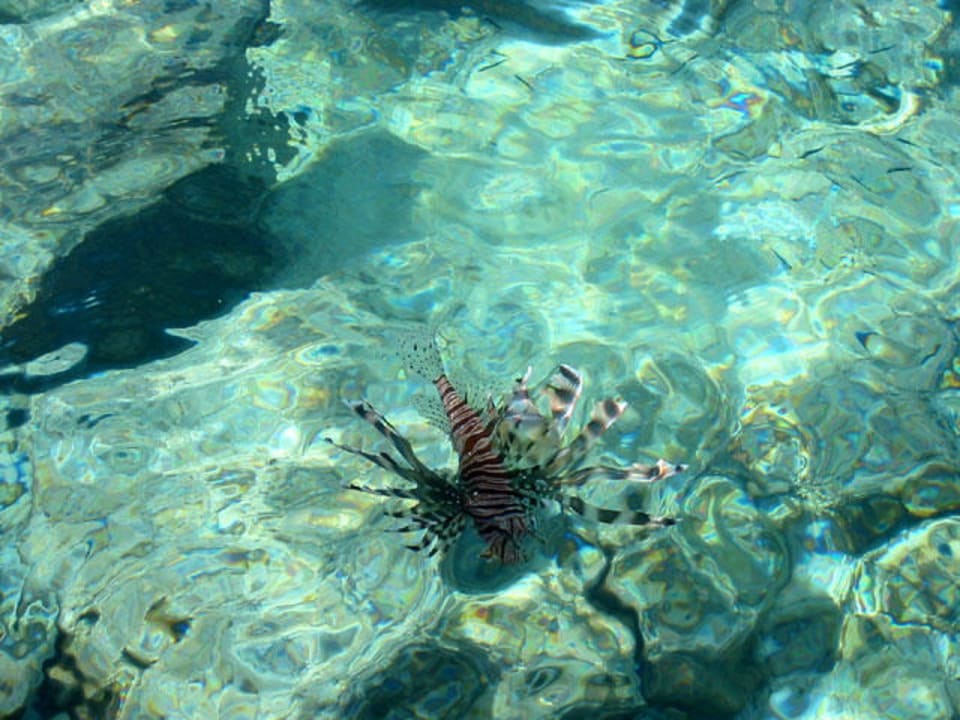 Feuerfisch Fihalhohi Maldives
