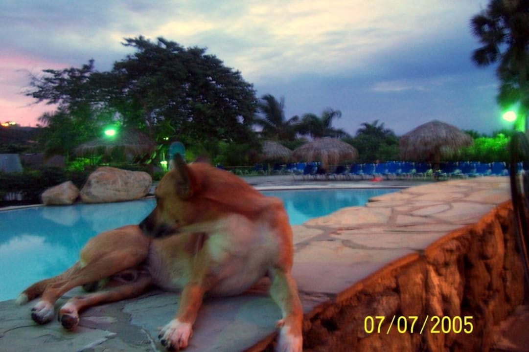 Armer zahmer Hund, geduldet und lieb Hotel Hacienda Resort